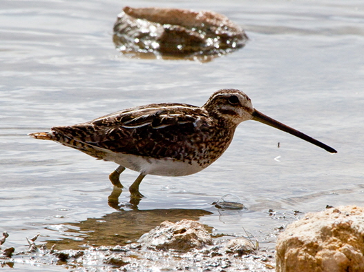 Bekassine - typische Art bei faunistischen Erhebungen