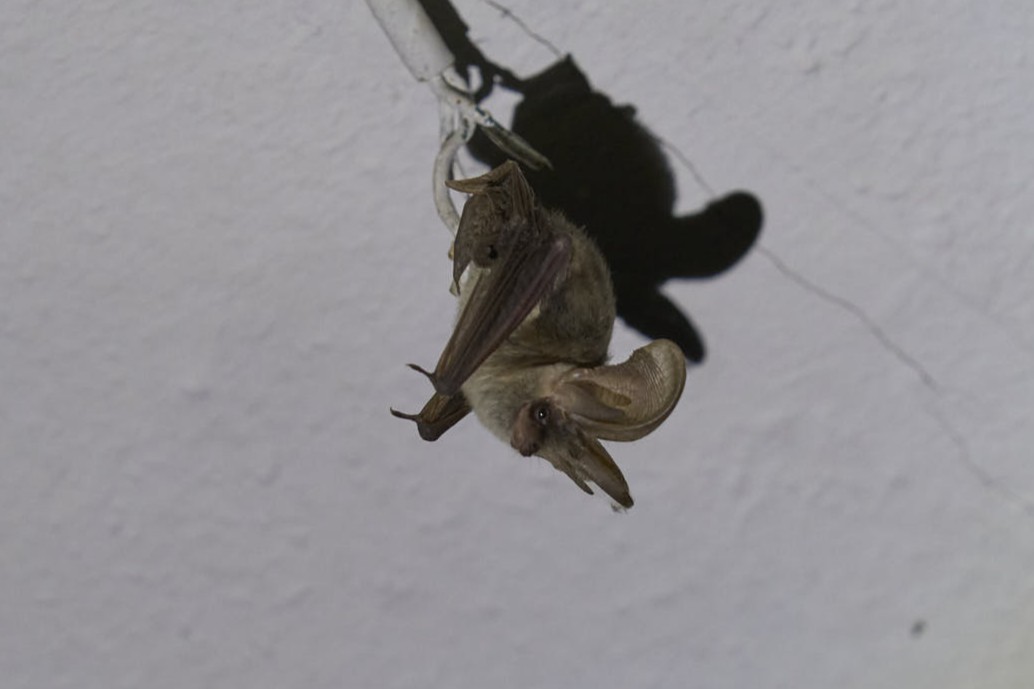 Braunes Langohr - Fledermäuse