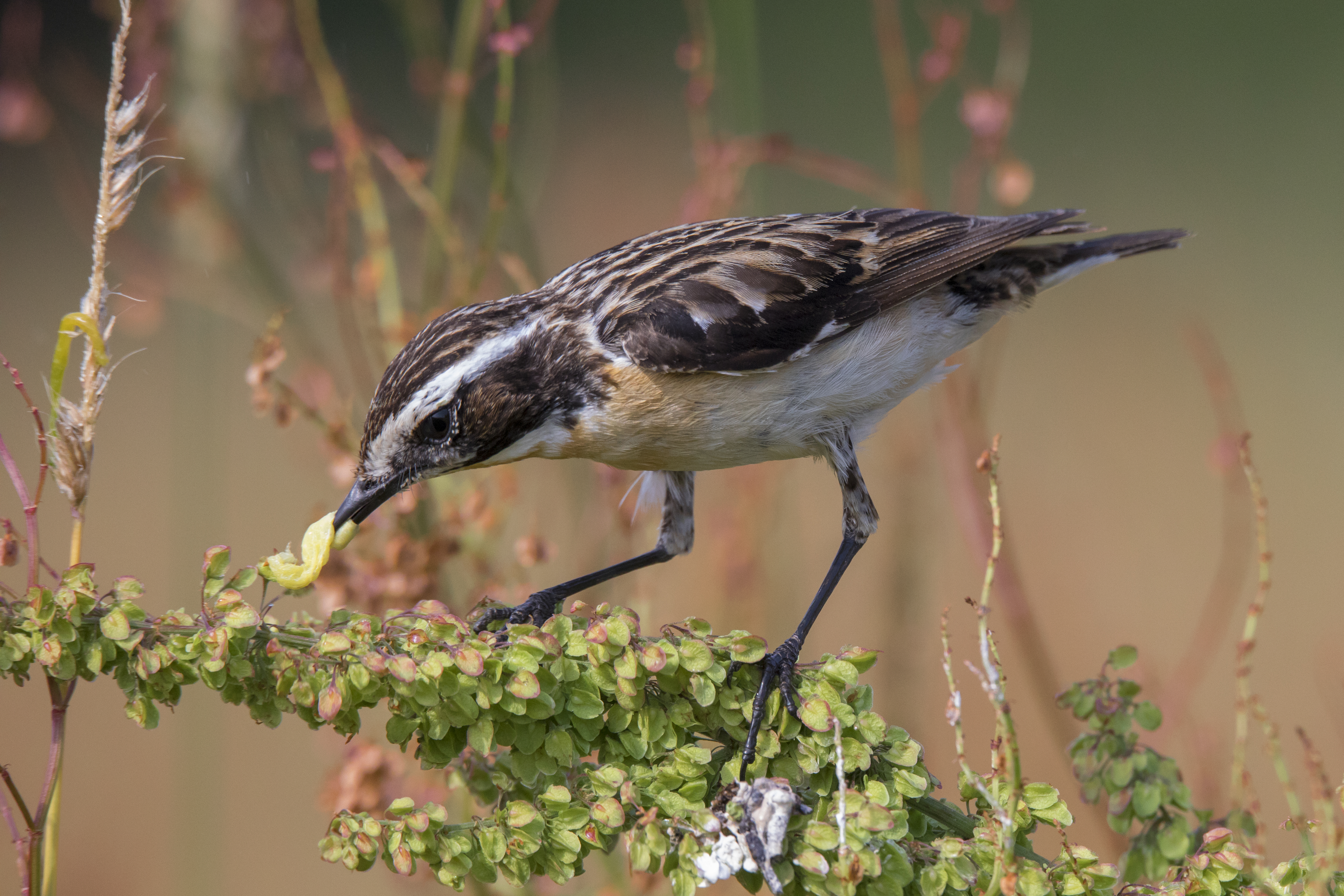 Braunkehlchen – Saxicola rubetra