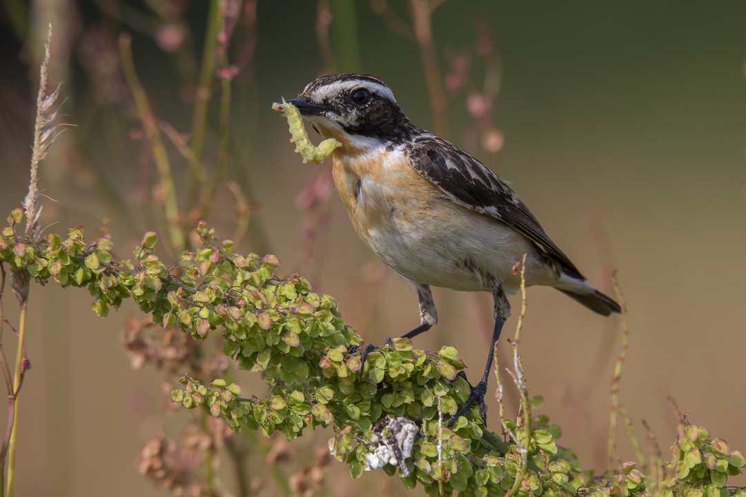 Braunkehlchen - Avifauna-Untersuchungen Rauschendorf