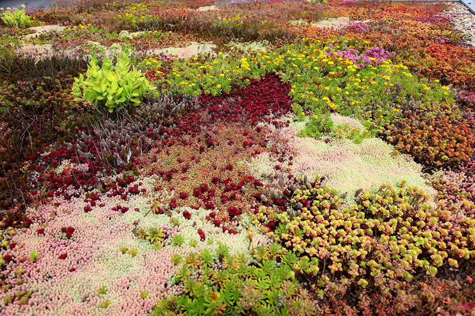 Dachbegrünung – Artenvielfalt auf dem Dach