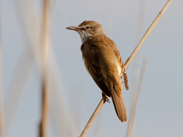 Drosselrohrsänger – Acrocephalus arundinaceus