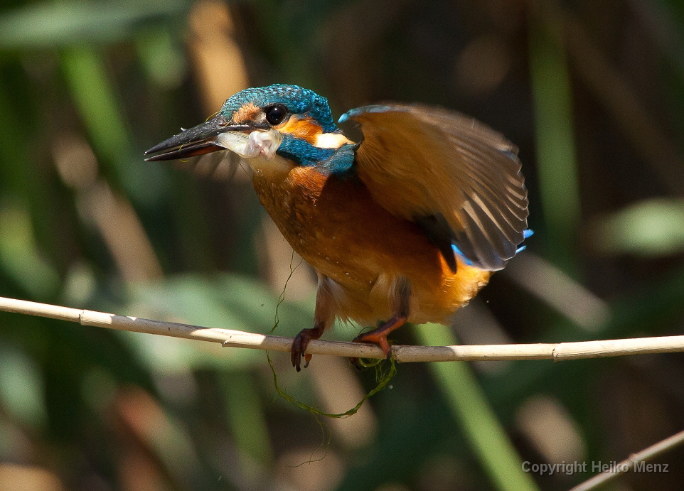 Eisvogel – Alcedo atthis