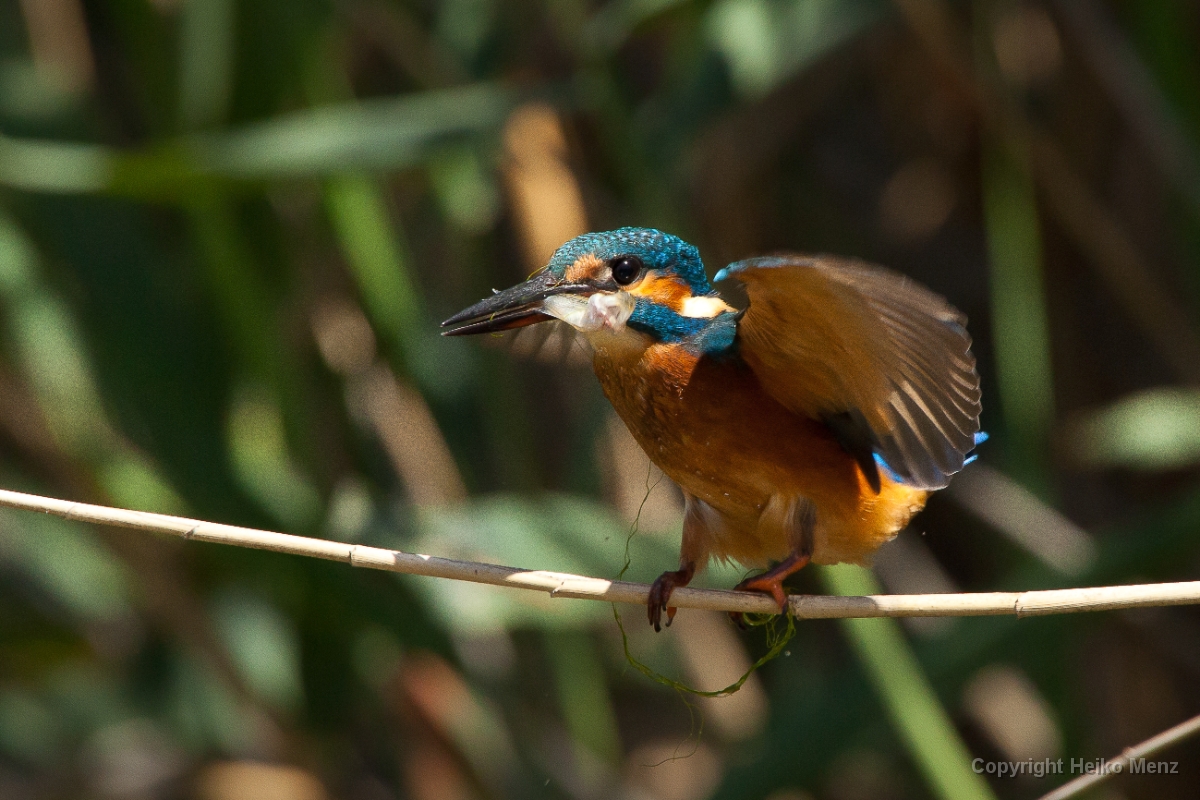 Eisvogel mit Beute – Alcedo atthis