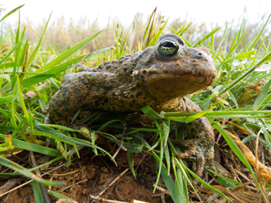 Kreuzkröte - Amphibien