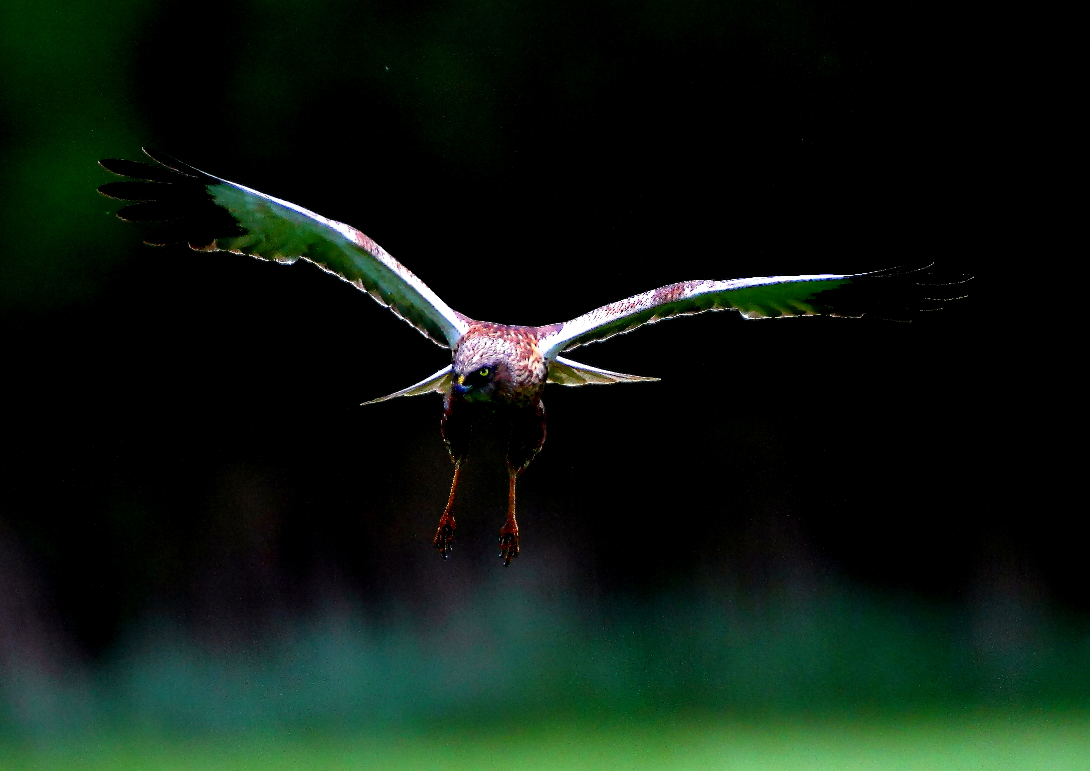 Rohrweihe – Circus aeruginosus