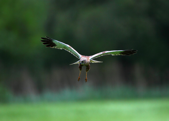 Rohrweihe - SPA-Kartierung Schorfheide-Chorin
