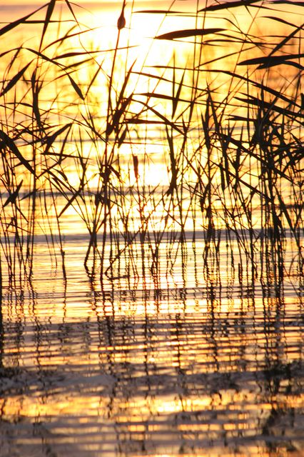 Schilf bei Sonnenuntergang – Brandenburg