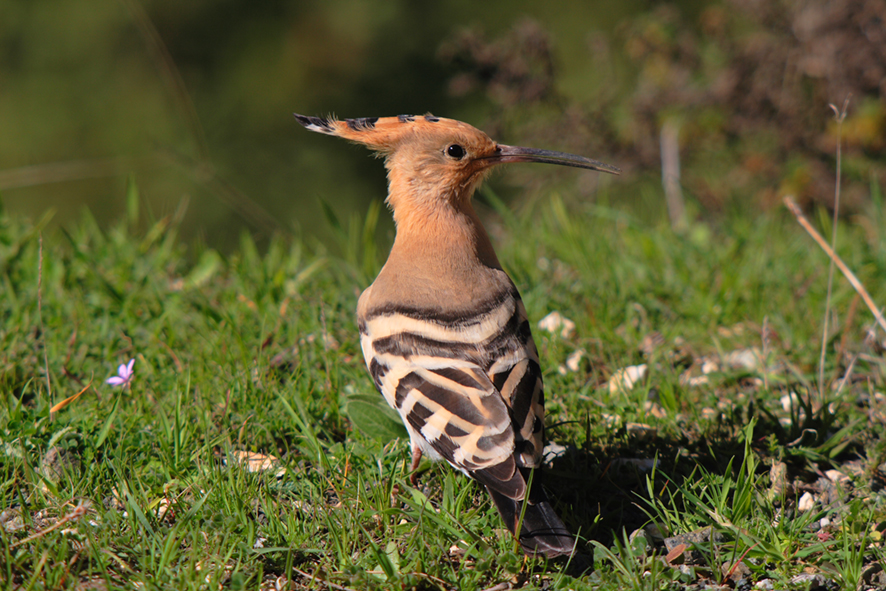 Wiedehopf - Artenschutzgutachten Wustermark