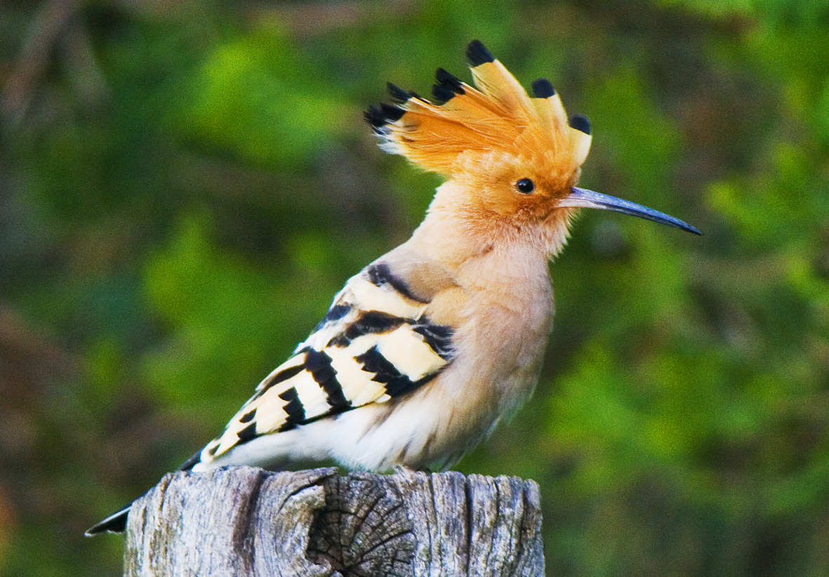 Wiedehopf – Upupa epops